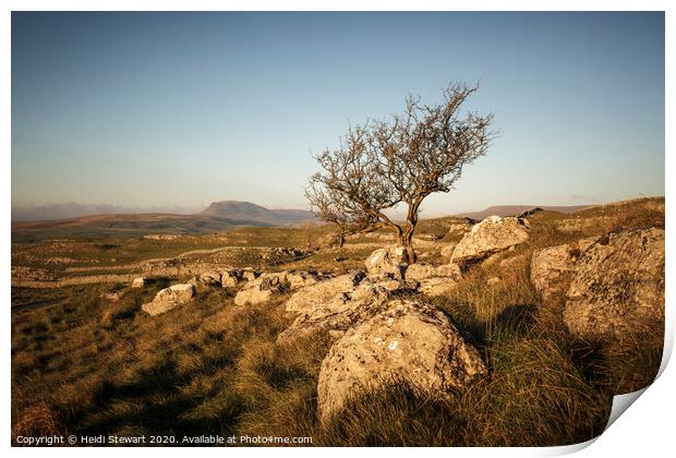 Lone Tree, Yorkshire Dales National Park Print by Heidi Stewart