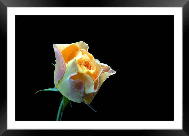 Yellow Rose Framed Mounted Print by Chris Day