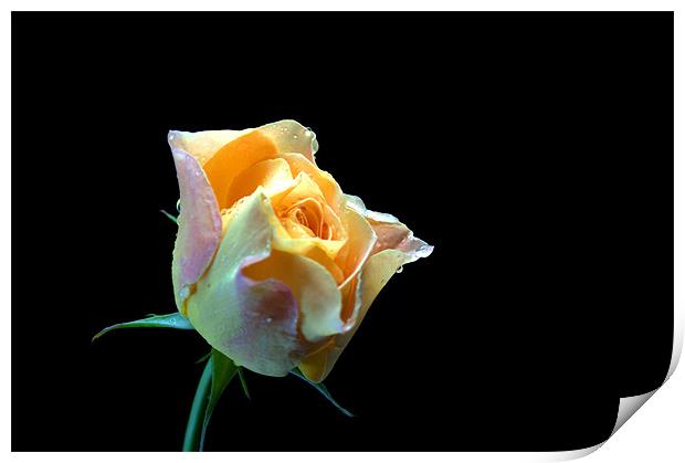 Yellow Rose Print by Chris Day