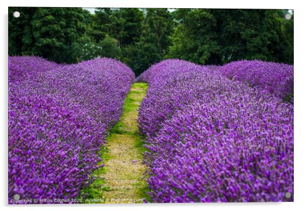 Lavender Rows Acrylic by Milton Cogheil