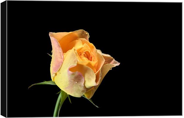 Yellow Rose Canvas Print by Chris Day
