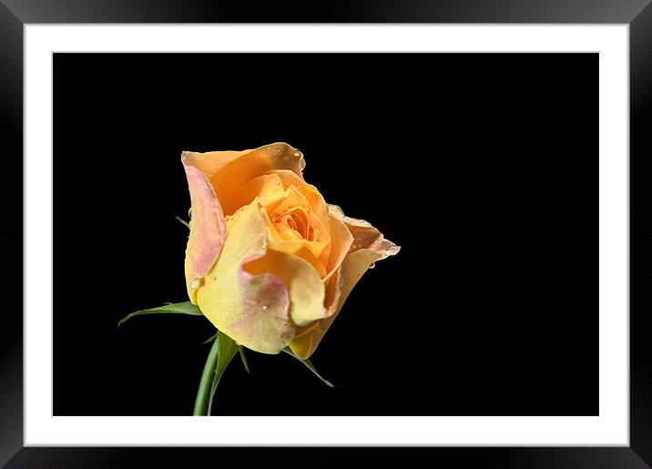 Yellow Rose Framed Mounted Print by Chris Day