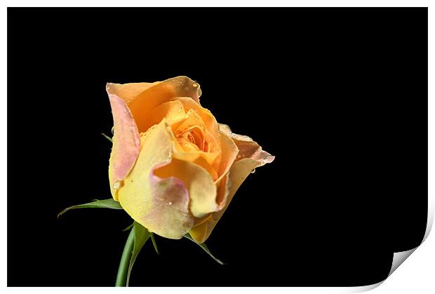 Yellow Rose Print by Chris Day