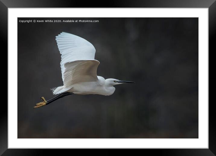 Egret on a mission Framed Mounted Print by Kevin White