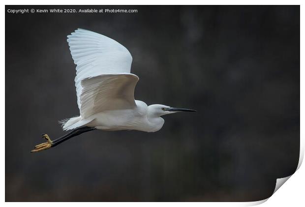 Egret on a mission Print by Kevin White