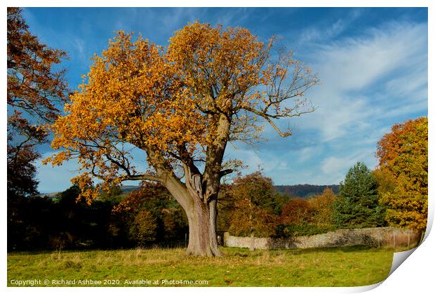 The old tree Print by Richard Ashbee