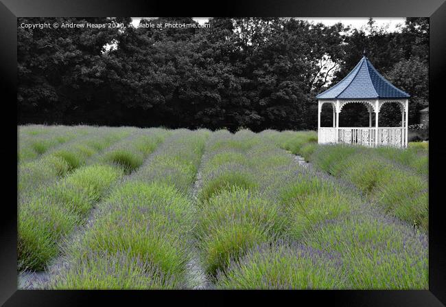 Enchanting Lavender Paradise Framed Print by Andrew Heaps