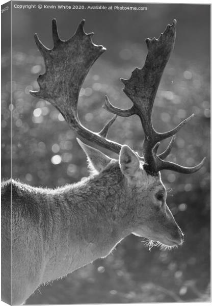 Stag deer with backlit sun Canvas Print by Kevin White