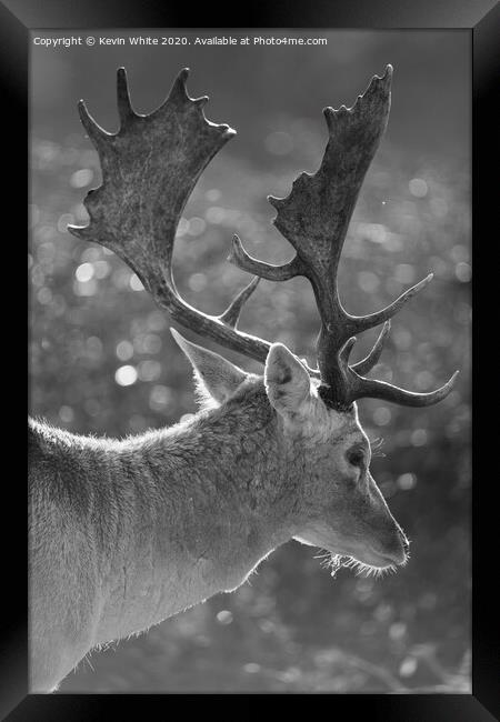 Stag deer with backlit sun Framed Print by Kevin White