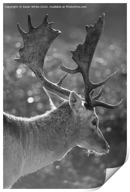Stag deer with backlit sun Print by Kevin White