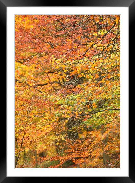 Impressionist woodland Framed Mounted Print by Simon Johnson