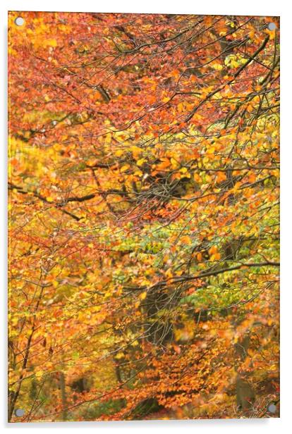 Impressionist woodland Acrylic by Simon Johnson