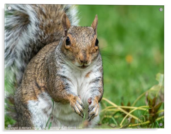 Grey Squirrel Acrylic by Richard Ashbee