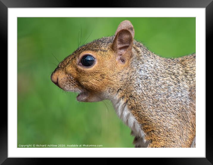 A close up of a squirrel calling Framed Mounted Print by Richard Ashbee