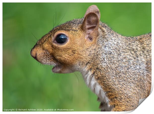 A close up of a squirrel calling Print by Richard Ashbee