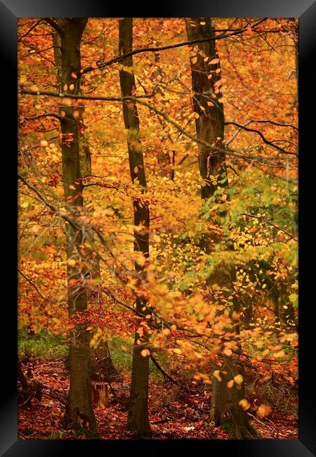 Autumn colour Framed Print by Simon Johnson