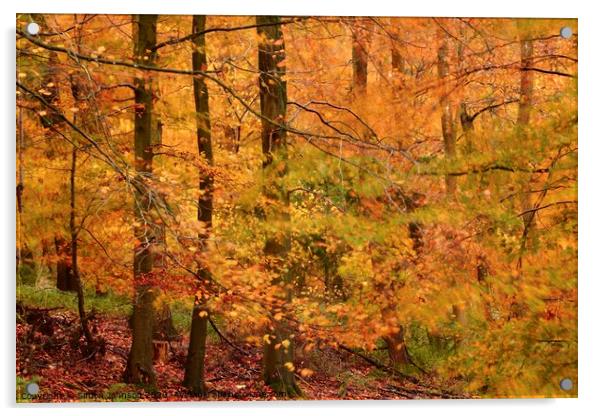 Autumn Colour Acrylic by Simon Johnson