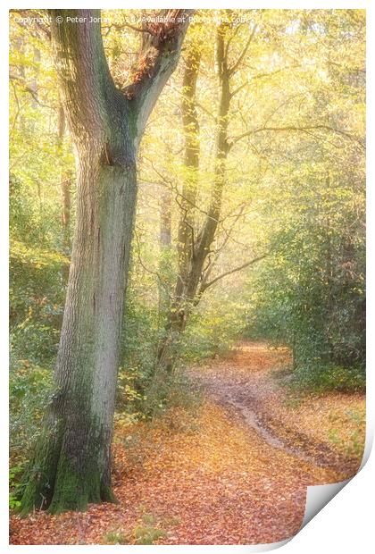 Autumnal Path Print by Peter Jones
