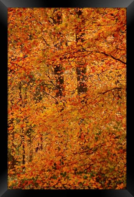 Impressionist Autumn woodland Framed Print by Simon Johnson