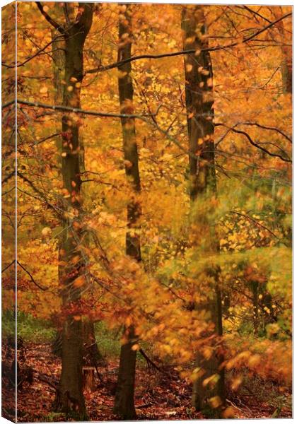 Autumn Beech Woodland Canvas Print by Simon Johnson