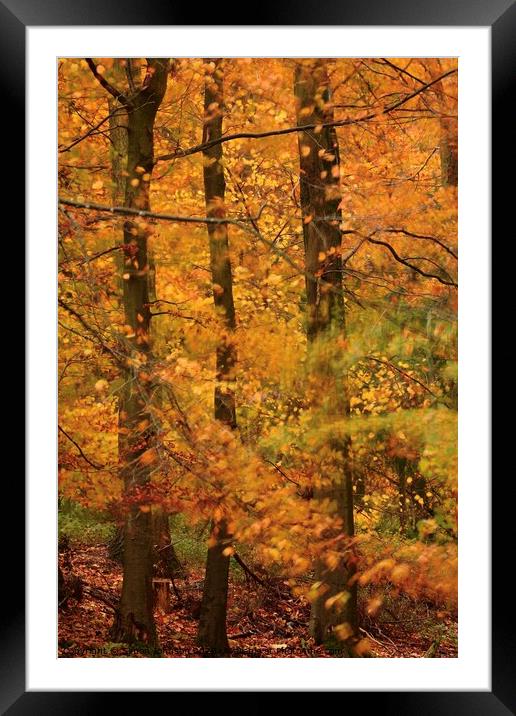 Autumn Beech Woodland Framed Mounted Print by Simon Johnson