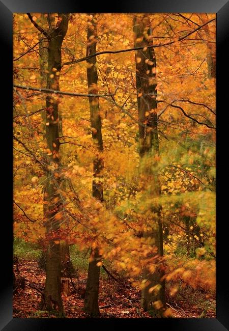 Autumn Beech Woodland Framed Print by Simon Johnson