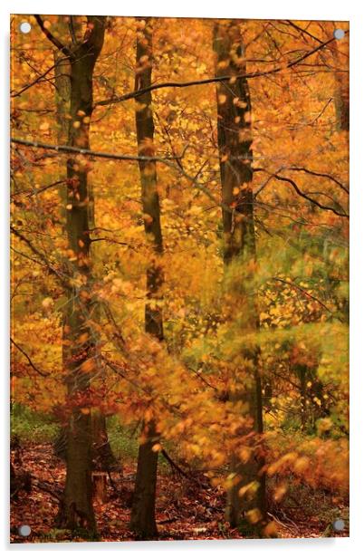 Autumn Beech Woodland Acrylic by Simon Johnson