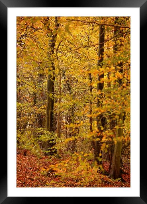 Autumn woodland Framed Mounted Print by Simon Johnson