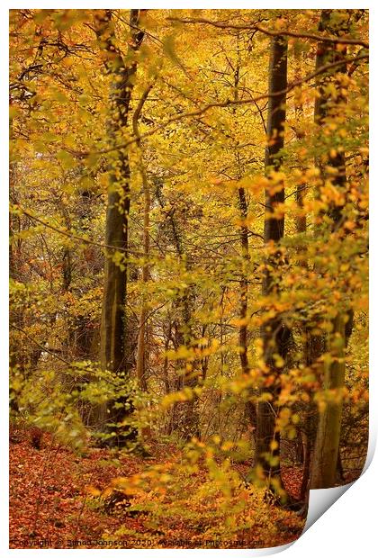 Autumn woodland Print by Simon Johnson