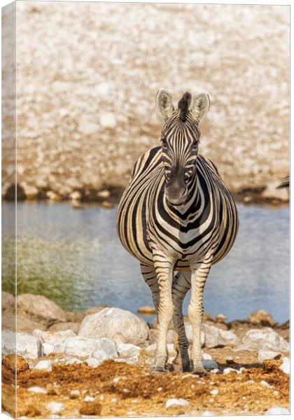 Pregnant Plains Zebra Canvas Print by Belinda Greb