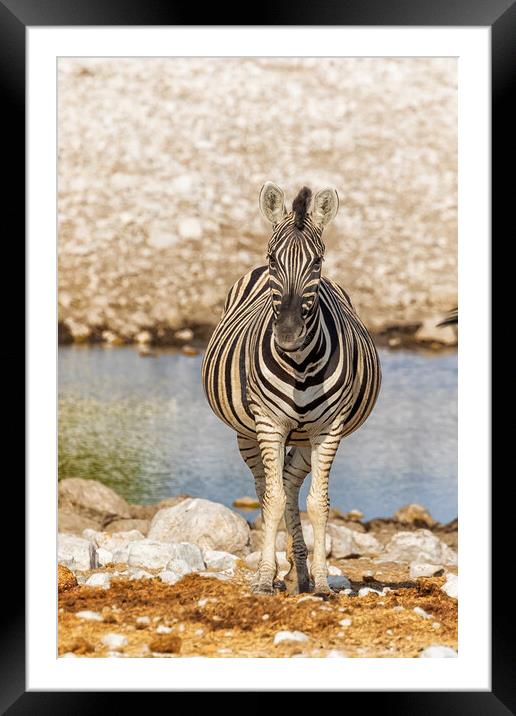 Pregnant Plains Zebra Framed Mounted Print by Belinda Greb