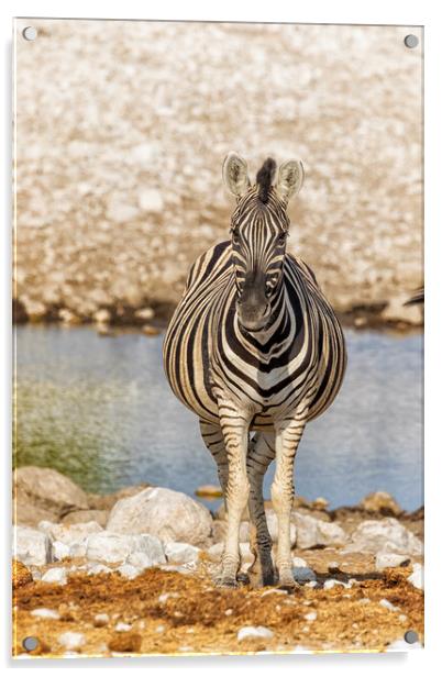 Pregnant Plains Zebra Acrylic by Belinda Greb