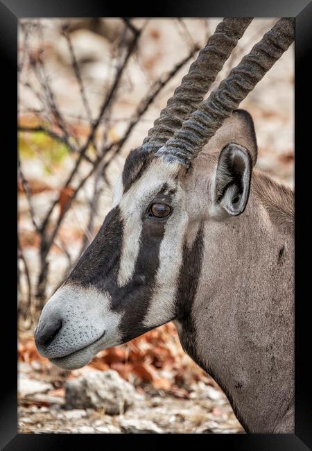 Oryx at Ombika, Etosha National Park Framed Print by Belinda Greb