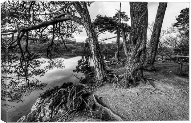 Bark & Tree roots of derwent Canvas Print by Mike Hughes