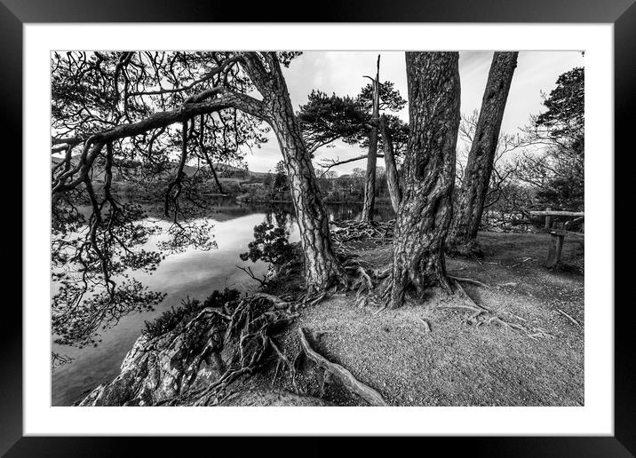 Bark & Tree roots of derwent Framed Mounted Print by Mike Hughes