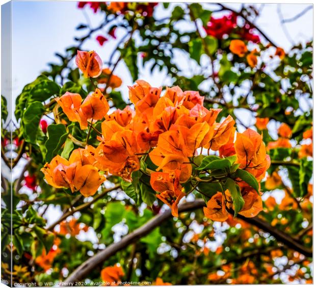 Orange Bougainvillea Easter Island Chile Canvas Print by William Perry