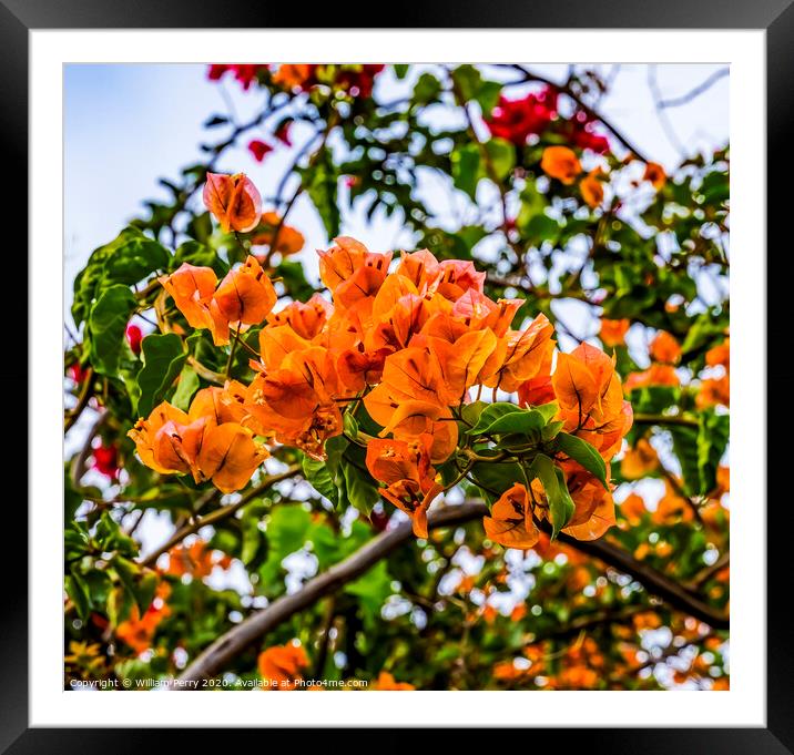 Orange Bougainvillea Easter Island Chile Framed Mounted Print by William Perry