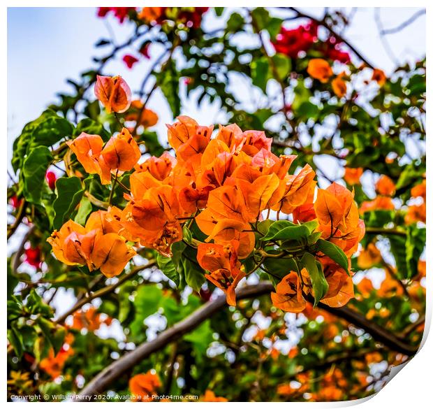 Orange Bougainvillea Easter Island Chile Print by William Perry