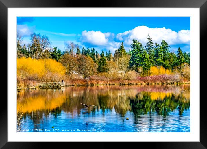 Larsen Lake Reflection Duck Blueberry Farm Park Bellevue Washington Framed Mounted Print by William Perry