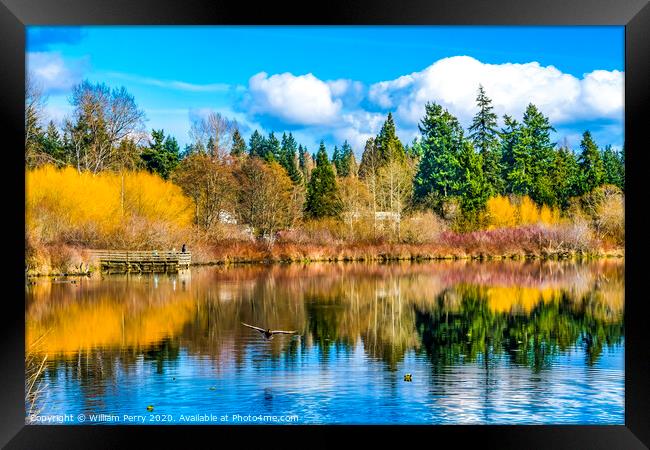 Larsen Lake Reflection Duck Blueberry Farm Park Bellevue Washington Framed Print by William Perry