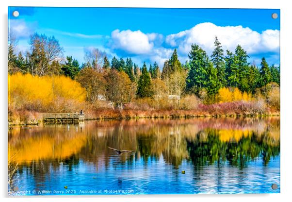 Larsen Lake Reflection Duck Blueberry Farm Park Bellevue Washington Acrylic by William Perry
