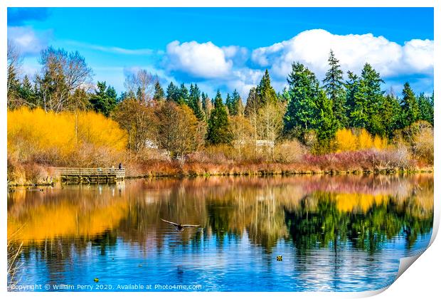 Larsen Lake Reflection Duck Blueberry Farm Park Bellevue Washington Print by William Perry