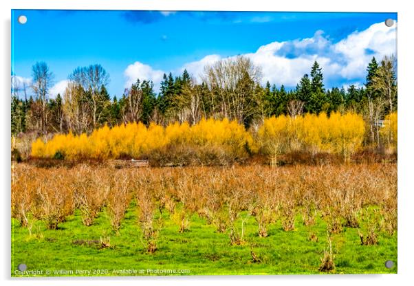 Bushes Larsen Lake Blueberry Farm Park Bellevue Washington Acrylic by William Perry