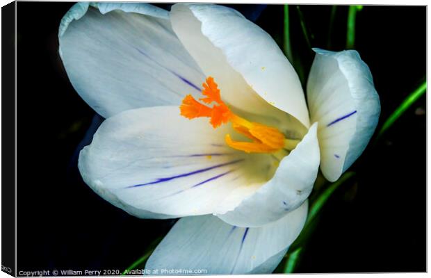 White Yellow Crocus Blossom Blooming Macro Washington Canvas Print by William Perry