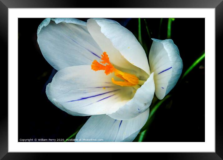 White Yellow Crocus Blossom Blooming Macro Washington Framed Mounted Print by William Perry