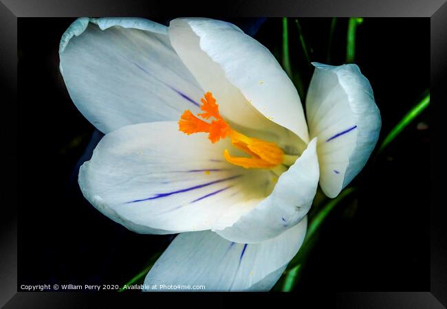 White Yellow Crocus Blossom Blooming Macro Washington Framed Print by William Perry