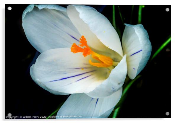 White Yellow Crocus Blossom Blooming Macro Washington Acrylic by William Perry