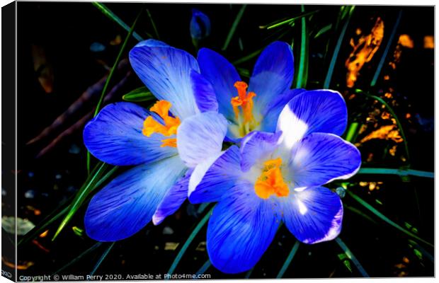Blue Purple White Crocuses Blossoms Blooming Macro Washington Canvas Print by William Perry