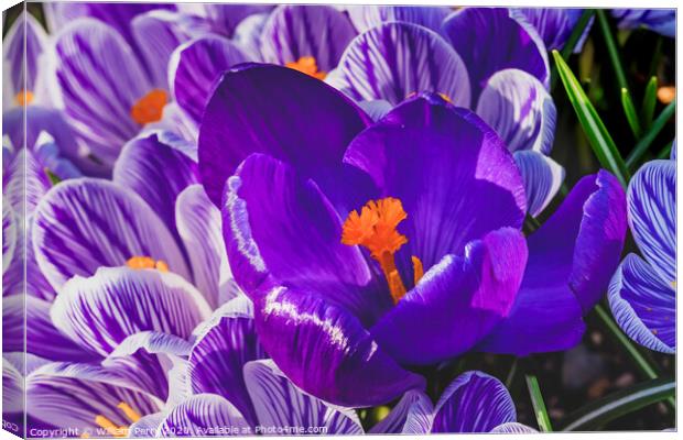 Blue Purple White Crocuses Blossoms Blooming Macro Washington Canvas Print by William Perry