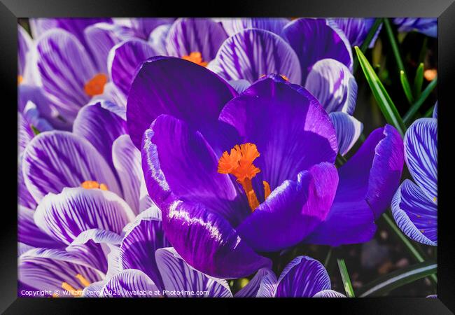 Blue Purple White Crocuses Blossoms Blooming Macro Washington Framed Print by William Perry